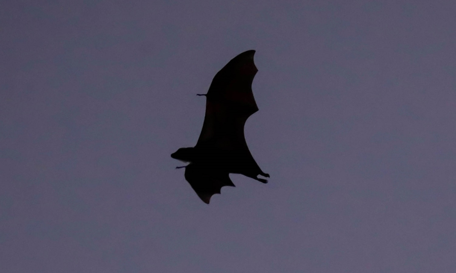 Kasanka Bat Migration